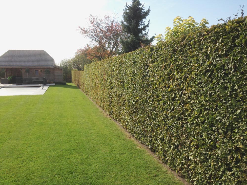 Onderhoud-tuin-groenvisie-haag-scheren