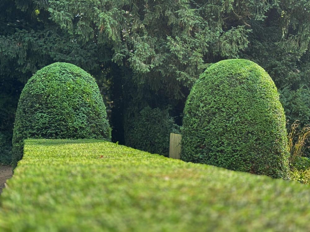 Onderhoud-tuin-groenvisie-haag-scheren